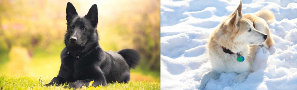 Labrador Husky vs Black Norwegian Elkhound - Breed Comparison