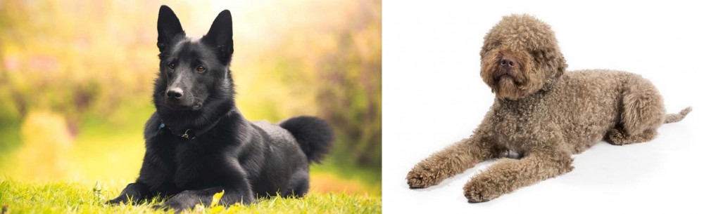 Lagotto Romagnolo vs Black Norwegian Elkhound - Breed Comparison