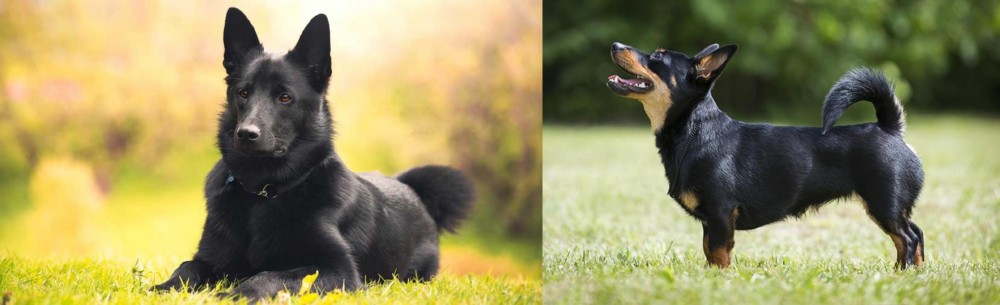 Lancashire Heeler vs Black Norwegian Elkhound - Breed Comparison