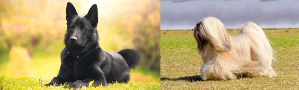 Lhasa Apso vs Black Norwegian Elkhound - Breed Comparison