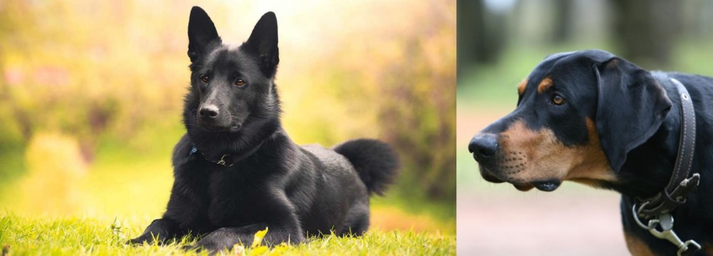 Lithuanian Hound vs Black Norwegian Elkhound - Breed Comparison