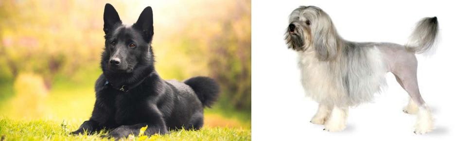 Lowchen vs Black Norwegian Elkhound - Breed Comparison