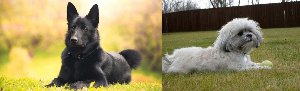 Mal-Shi vs Black Norwegian Elkhound - Breed Comparison