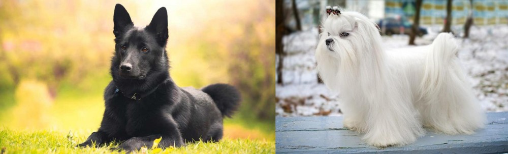 Maltese vs Black Norwegian Elkhound - Breed Comparison