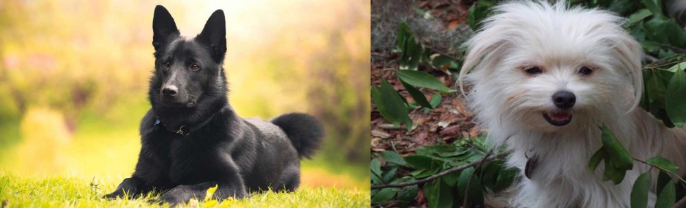 Malti-Pom vs Black Norwegian Elkhound - Breed Comparison