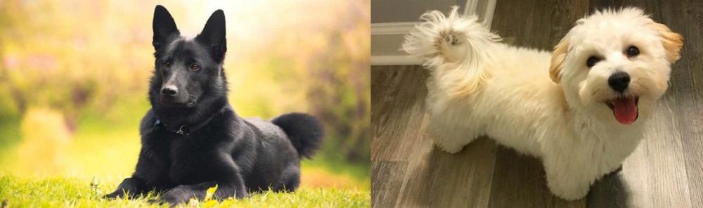 Maltipoo vs Black Norwegian Elkhound - Breed Comparison