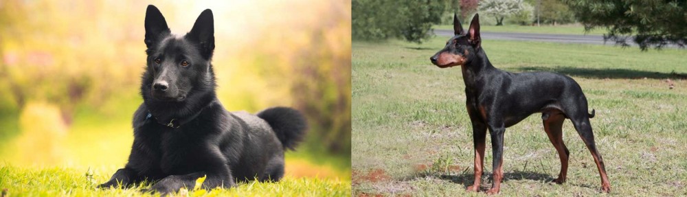 Manchester Terrier vs Black Norwegian Elkhound - Breed Comparison