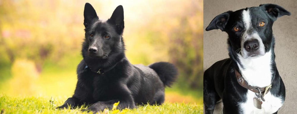 McNab vs Black Norwegian Elkhound - Breed Comparison