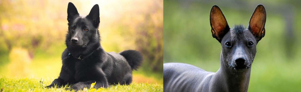 Mexican Hairless vs Black Norwegian Elkhound - Breed Comparison
