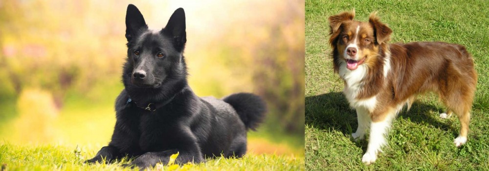 Miniature Australian Shepherd vs Black Norwegian Elkhound - Breed Comparison