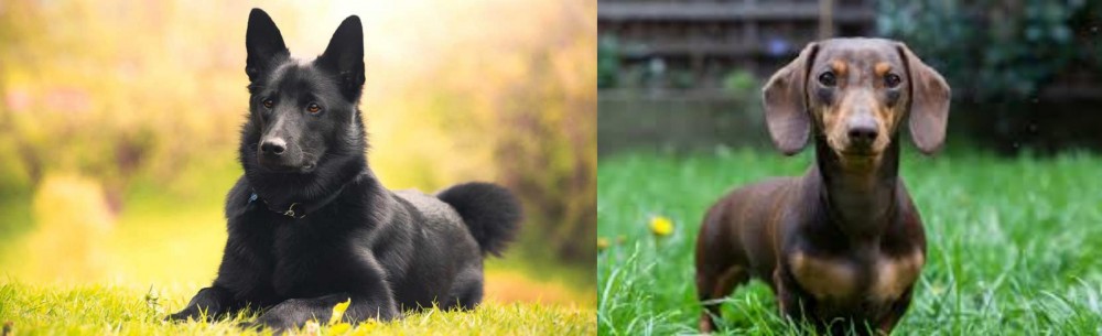 Miniature Dachshund vs Black Norwegian Elkhound - Breed Comparison