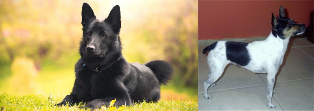 Miniature Fox Terrier vs Black Norwegian Elkhound - Breed Comparison