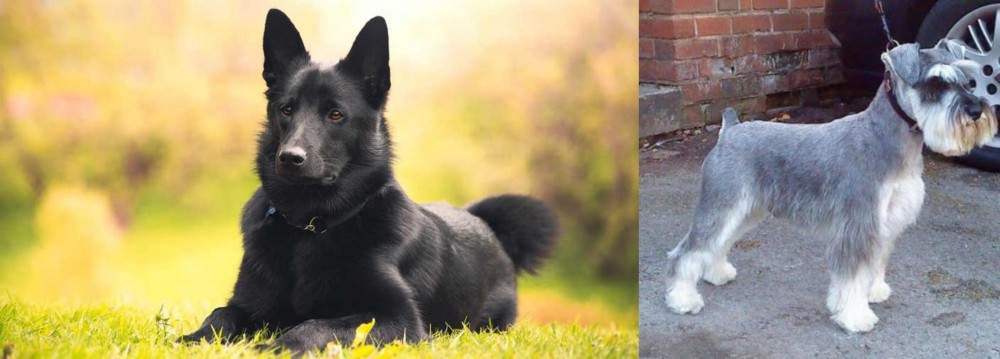Miniature Schnauzer vs Black Norwegian Elkhound - Breed Comparison