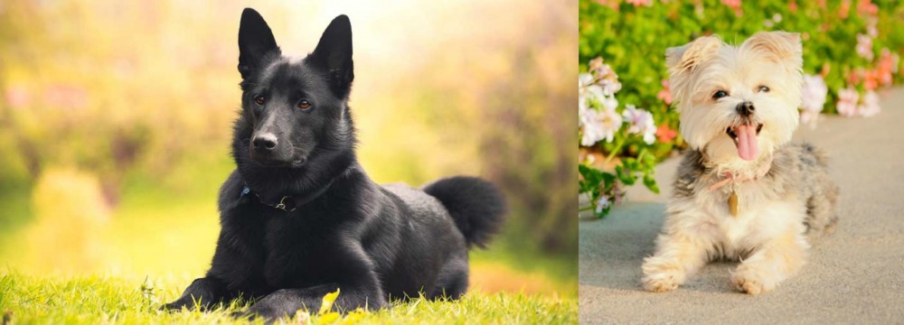 Morkie vs Black Norwegian Elkhound - Breed Comparison