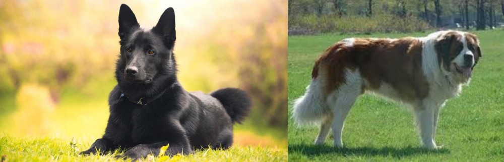 Moscow Watchdog vs Black Norwegian Elkhound - Breed Comparison