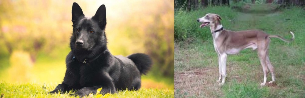 Mudhol Hound vs Black Norwegian Elkhound - Breed Comparison
