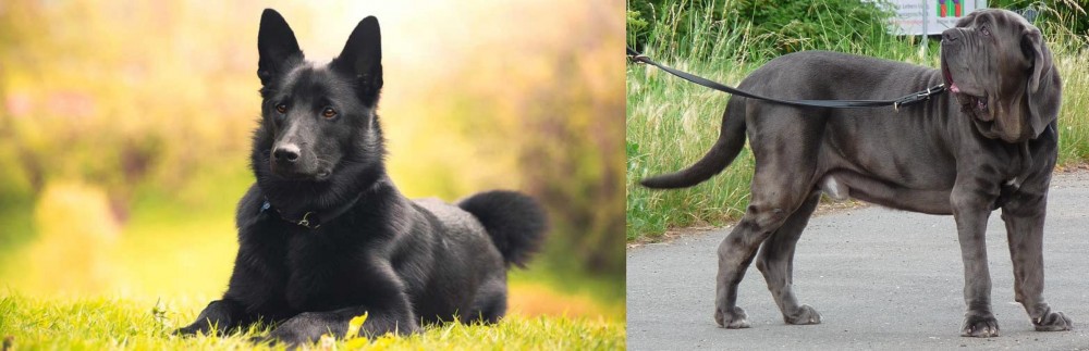 Neapolitan Mastiff vs Black Norwegian Elkhound - Breed Comparison