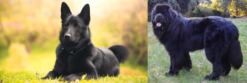 Newfoundland Dog vs Black Norwegian Elkhound - Breed Comparison