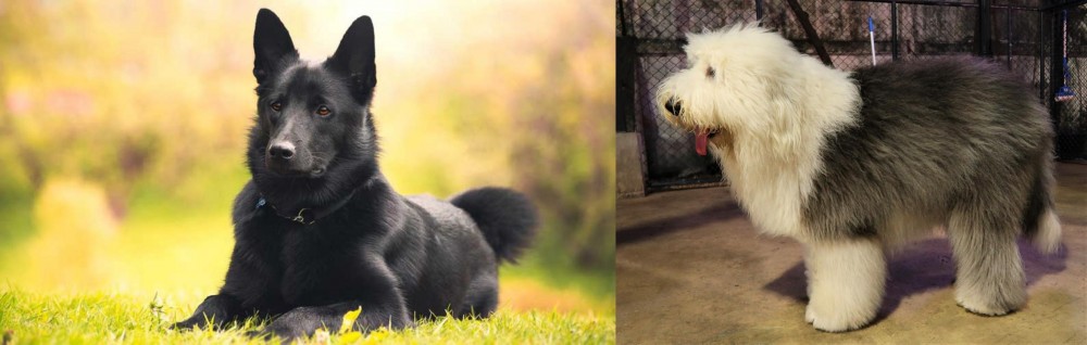 Old English Sheepdog vs Black Norwegian Elkhound - Breed Comparison