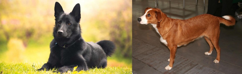 Osterreichischer Kurzhaariger Pinscher vs Black Norwegian Elkhound - Breed Comparison