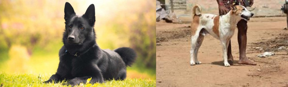 Pandikona vs Black Norwegian Elkhound - Breed Comparison