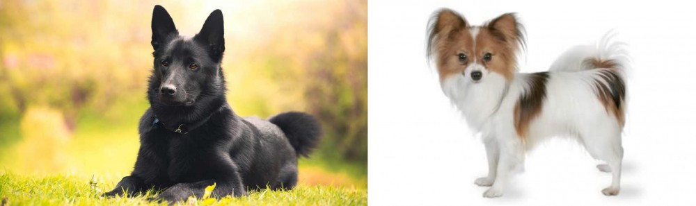 Papillon vs Black Norwegian Elkhound - Breed Comparison