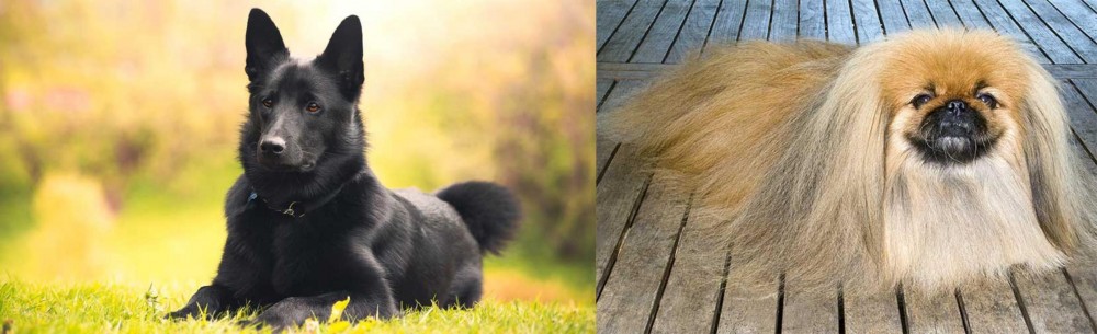Pekingese vs Black Norwegian Elkhound - Breed Comparison