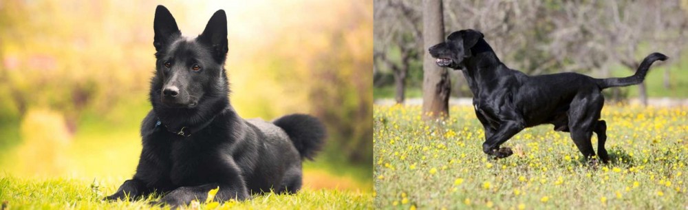 Perro de Pastor Mallorquin vs Black Norwegian Elkhound - Breed Comparison