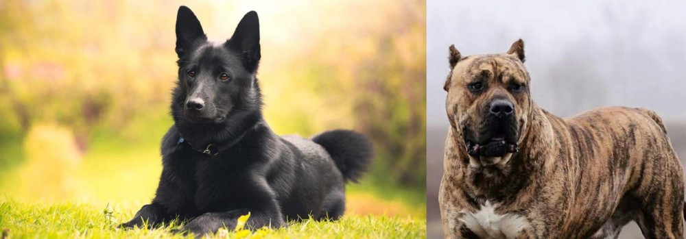 Perro de Presa Canario vs Black Norwegian Elkhound - Breed Comparison