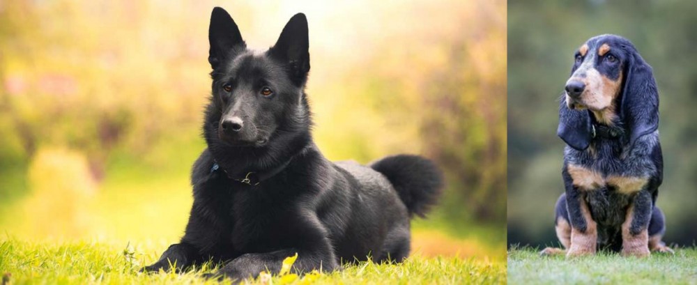 Petit Bleu de Gascogne vs Black Norwegian Elkhound - Breed Comparison