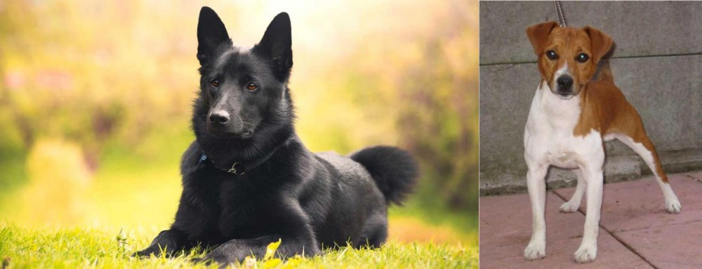 Plummer Terrier vs Black Norwegian Elkhound - Breed Comparison