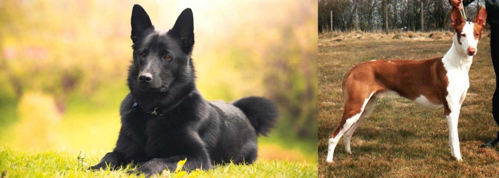 Podenco Canario vs Black Norwegian Elkhound - Breed Comparison