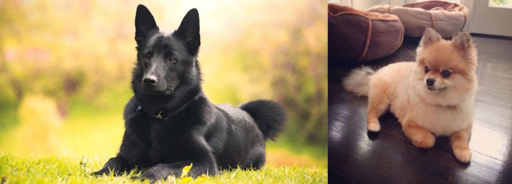 Pomeranian vs Black Norwegian Elkhound - Breed Comparison