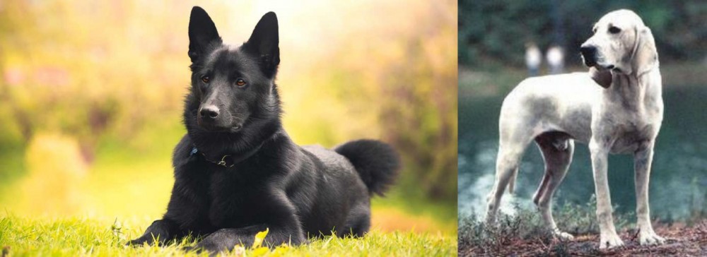 Porcelaine vs Black Norwegian Elkhound - Breed Comparison