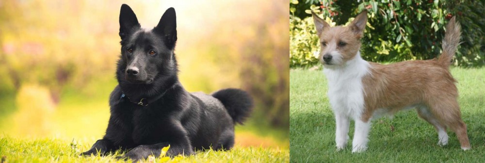 Portuguese Podengo vs Black Norwegian Elkhound - Breed Comparison