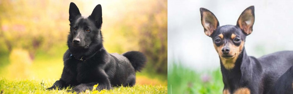 Prazsky Krysarik vs Black Norwegian Elkhound - Breed Comparison