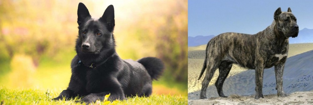 Presa Canario vs Black Norwegian Elkhound - Breed Comparison