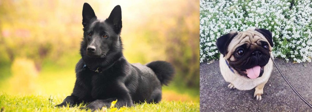 Pug vs Black Norwegian Elkhound - Breed Comparison