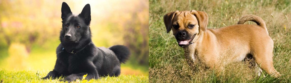 Puggle vs Black Norwegian Elkhound - Breed Comparison