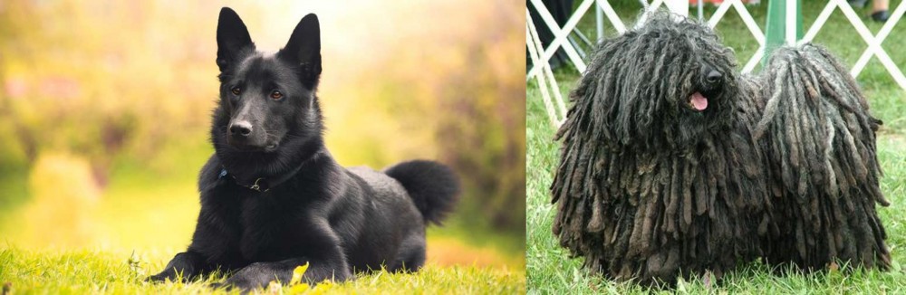 Puli vs Black Norwegian Elkhound - Breed Comparison