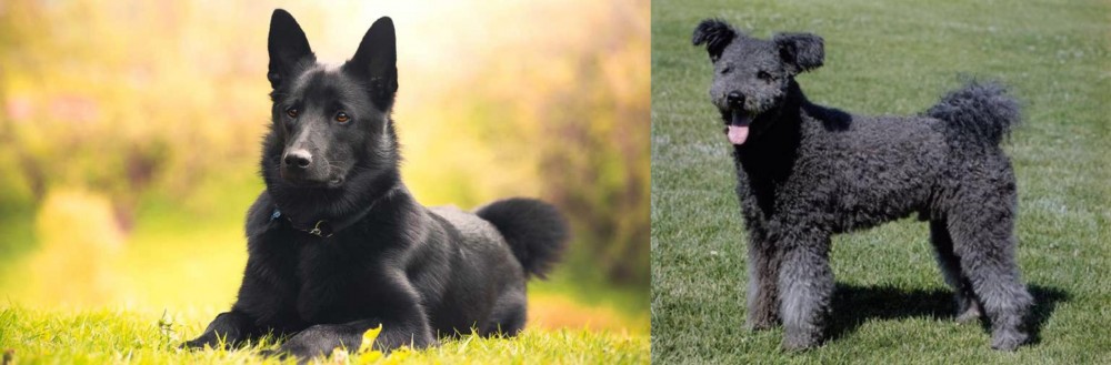 Pumi vs Black Norwegian Elkhound - Breed Comparison