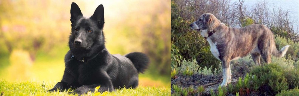 Rafeiro do Alentejo vs Black Norwegian Elkhound - Breed Comparison