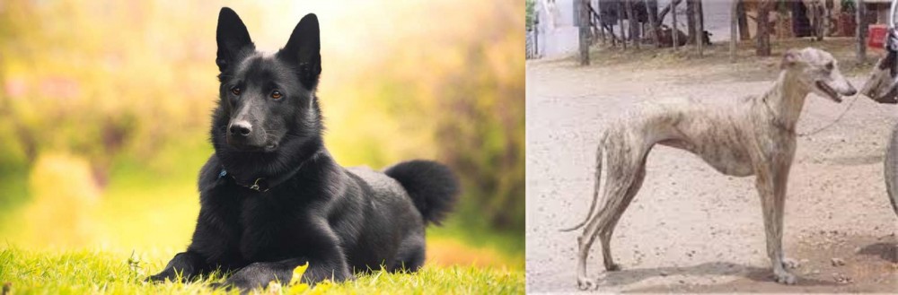Rampur Greyhound vs Black Norwegian Elkhound - Breed Comparison