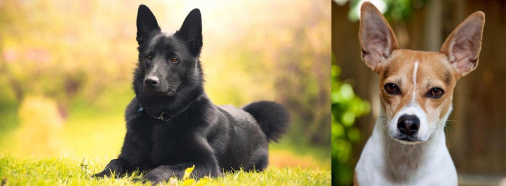Rat Terrier vs Black Norwegian Elkhound - Breed Comparison