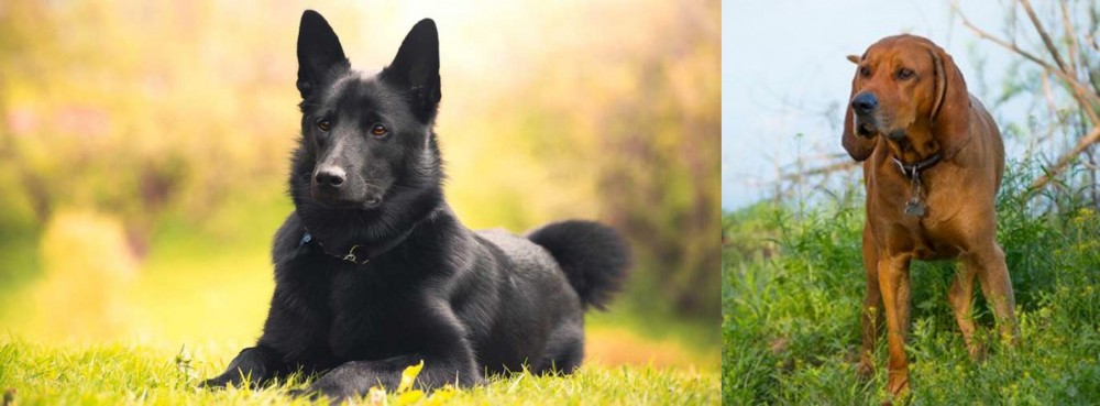 Redbone Coonhound vs Black Norwegian Elkhound - Breed Comparison