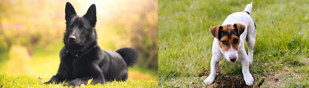 Russell Terrier vs Black Norwegian Elkhound - Breed Comparison