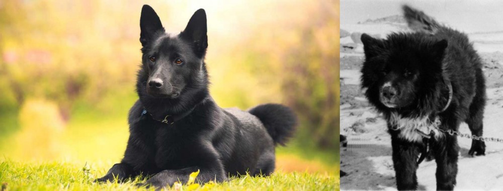 Sakhalin Husky vs Black Norwegian Elkhound - Breed Comparison