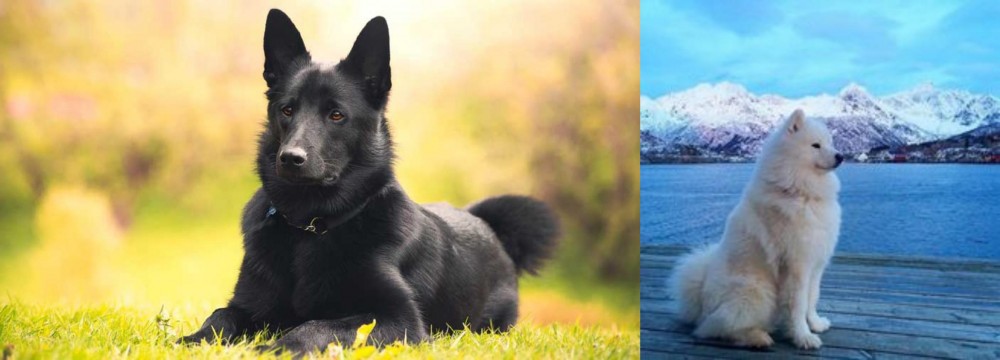 Samoyed vs Black Norwegian Elkhound - Breed Comparison