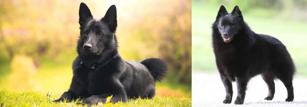 Schipperke vs Black Norwegian Elkhound - Breed Comparison