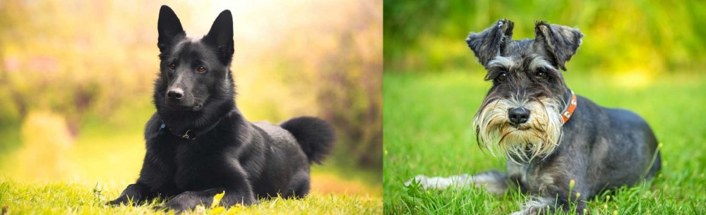 Schnauzer vs Black Norwegian Elkhound - Breed Comparison